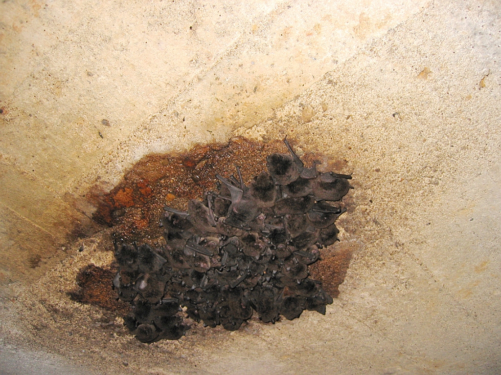 222 Paronella Park.jpg